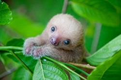 animal-factbook:  Two-toed Sloths have three toes on each foot.