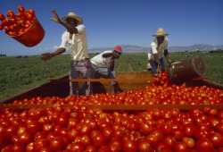 ritsual:        Steve Winter, Artibonite Valley, Haiti.  Tomato