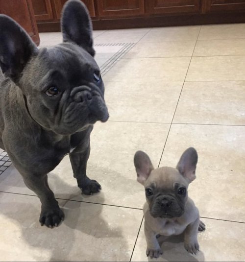 animalrates: This is Hulk and Stitch. Stitch was not a fan of