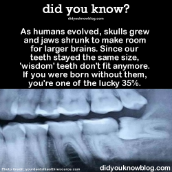 did-you-kno:  As humans evolved, skulls grew and jaws shrunk