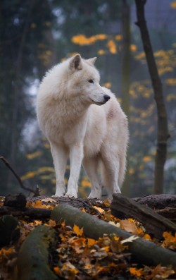 siyahalbatros:  arctic wolf