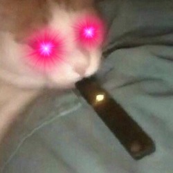 cursedcatimages:  can i hit ur juul bro  please just once bro