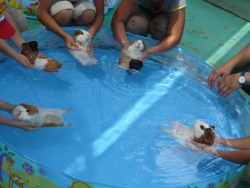 sarazarr:  animalics:  Guinea Pigs are natural swimmers, but
