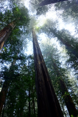 dharuadhmacha: wanderthewood:  Humboldt Redwoods State Park,