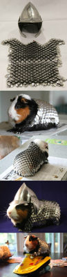 srsfunny:  Prepare Your Guinea Pig For Battlehttp://srsfunny.tumblr.com/