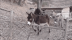 thenatsdorf: Lazy donkey figures out a better way. [full video]
