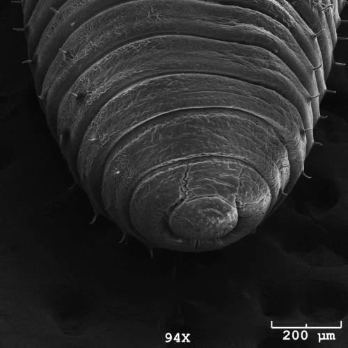 Caterpillar - ©Wake Forest University Department of Biology