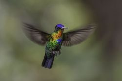 earthlynation:  Fiery Throated Hummingbird. Photo by Daniel Parent.