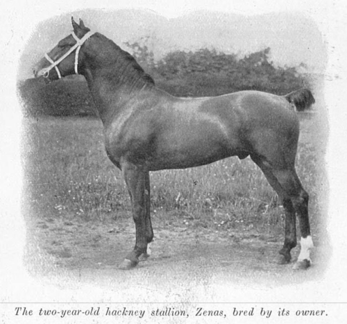 hippography:  The two-year-old hackney stallion, Zenas, bred
