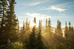 shutterstock:  Sunny beams in forest Photo by: Galyna Andrushko