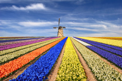 nubbsgalore:the flowers of holland’s keukenhof gardens near