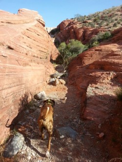 lasvegaslocally:  Dogs love Red Rock Canyon. source   Hey Red