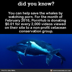 did-you-kno:  You can help save the whales by  watching porn.