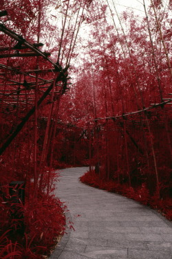 r2–d2:  Red Bamboo 