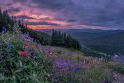 drxgonfly: Wildflowers on Mount Hood, Oregon (by  matt macpherson)