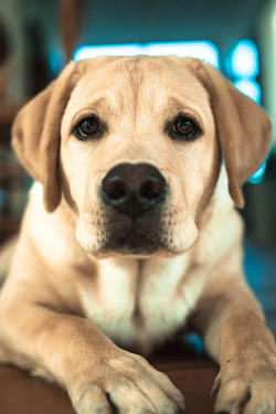 plasmatics-life:  Winston ~ By Maxime Billon 