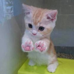 awwww-cute:  Look at those jellybean paaaaws!! <3 (Source: