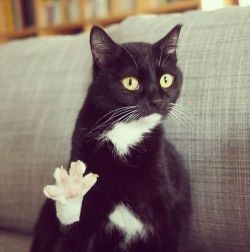 stephendann:raisehelia:footThis cat has a question.
