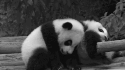we-l0ve-pandas:<3 