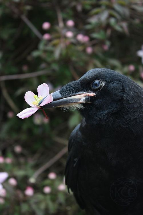 imsorrysonia: crows!!!! holding flowers!!!!! walking!!!!!! holding