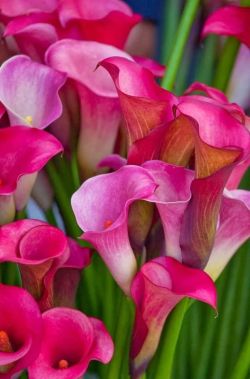 flowersgardenlove:  Calla Lillies Beautiful gorgeous pretty flowers