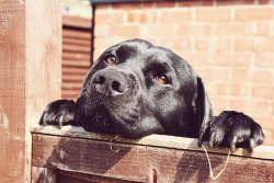 81cafebrewery:  Nosey Neighbour on Flickr. More photos like this