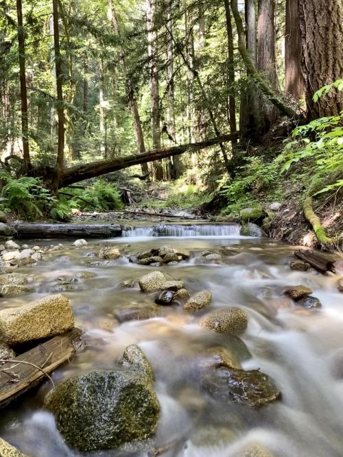 amazinglybeautifulphotography:Fresh redwood forest, Santa Cruz,