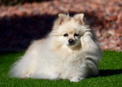 handsomedogs:  This is Louis, my German Spitz. On December 8th