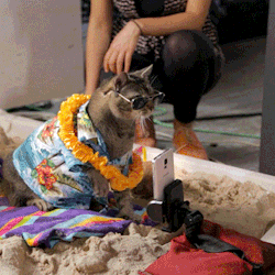 lucidspore:  Kitty Cat Selfie