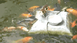 untexting: gifsboom:  Little Duck Feeding The Fish.   this is amazing 