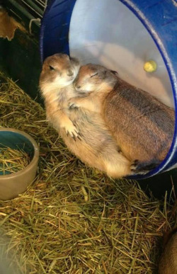 awwww-cute:  We’re not the only ones who experience love  Awnnn