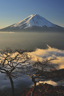 worldfam0us:  Bonsai Fuji | WF