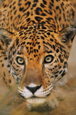 big-catsss:  Jaguar stalking, Panthera onca, Belize Photographer: FRANS