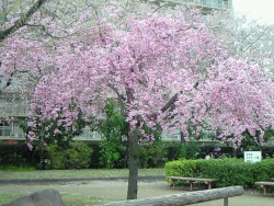 haruka-nature:  Hana peach, Shinjyuku TOKYO