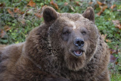 fuck-yeah-bears:  Braunbär by Jutta Kirchner