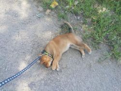 cute-overload:  My Shibe is 100% done trying to learn how to