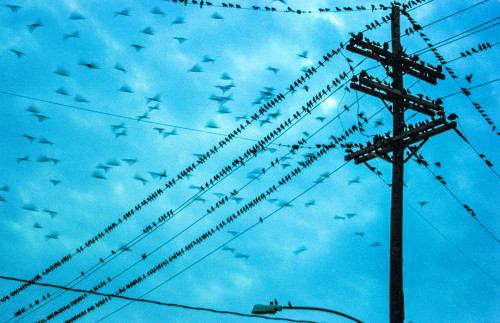 nevver:The birds, Chuck Patch