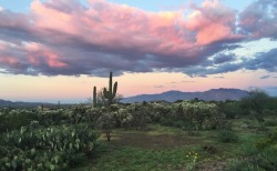 Lools like my backyard…the desert has a special place