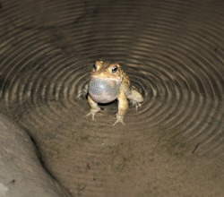 toadschooled:A very powerful American toad creates ripples in