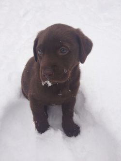 kisssed:  i got a chocolate lab puppy on Sunday and her name