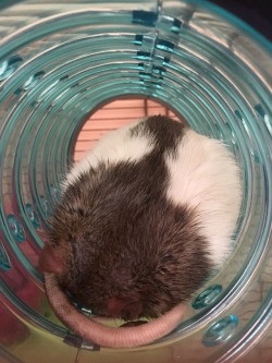 apoeticmindset: ratmamas: Rat or potato? soft orb 