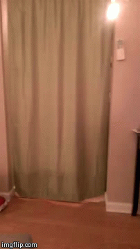 catgifcentral:  So graceful.Thanks for following Cat Gif Central,