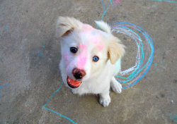 myladyfire:   Ghost rolled in some sidewalk chalk. 