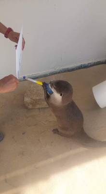 unscaliness:Otter doing her first painting  (Gulfarium Marine