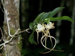 orcheeder:  Angraecum conchoglossum Schltr. Photo originally