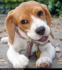 aplacetolovedogs:  Louis, the Beagle mix is a spunky little puppy.