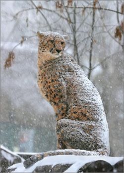 Statuesque in snow