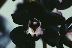 theleoisallinthemind: Black Orchid