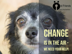 grumpsaesthetics:  From Old Friend Senior Dog Sanctuary:    CHANGE