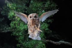 featheroftheowl:  Daily Deviation - Common Scops Owl: Here I